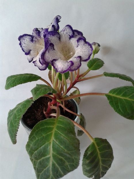  - GLOXINIA 2018
