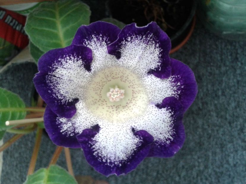  - GLOXINIA 2018