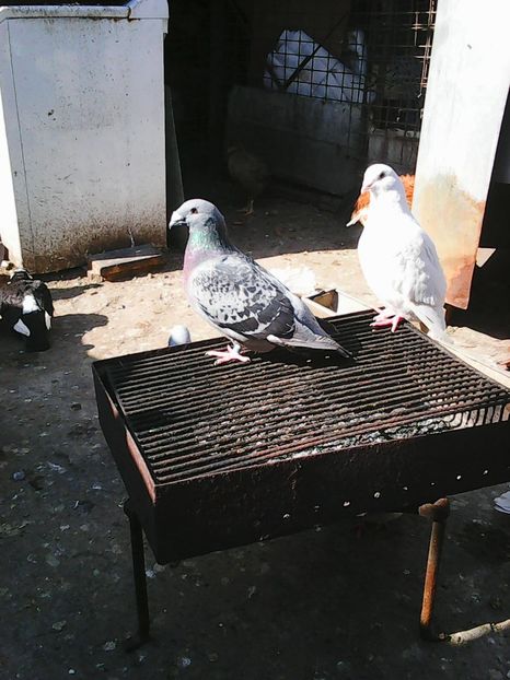 Photo1225 - Standard diverse culori