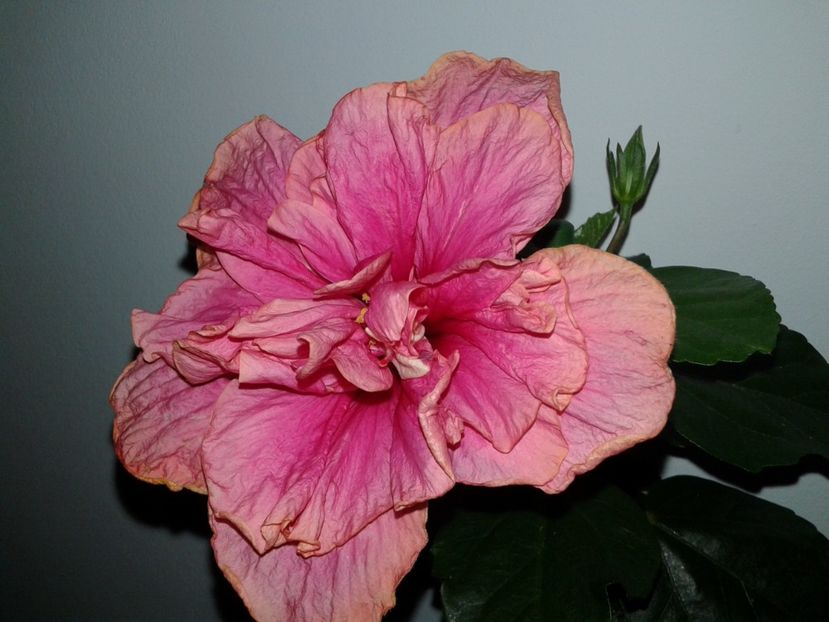  - C Hibiscus din seminte