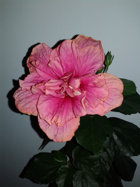  - C Hibiscus din seminte