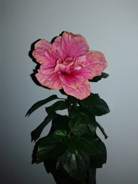  - C Hibiscus din seminte