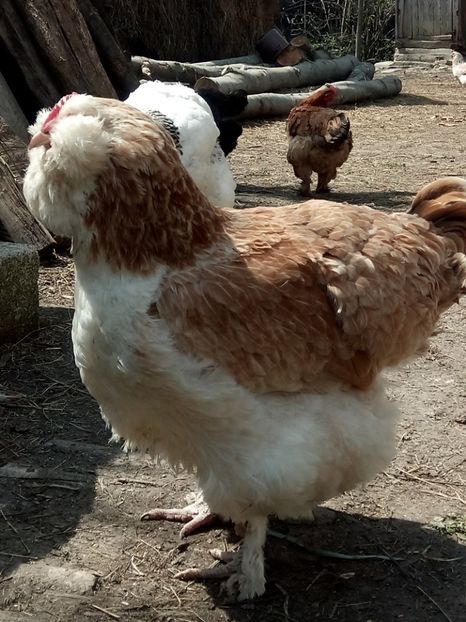 Faverolles salmon - A1 - Faverolles Salmon - Deutsche Lachshuehner - RASA MEA FAVORITA