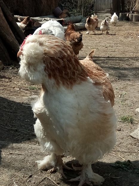 Linie 100% CosminN - A1 - Faverolles Salmon - Deutsche Lachshuehner - RASA MEA FAVORITA