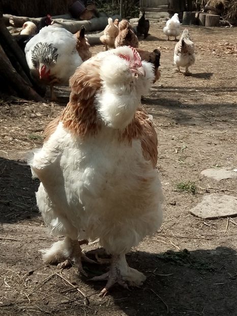 O rasă care - A1 - Faverolles Salmon - Deutsche Lachshuehner - RASA MEA FAVORITA