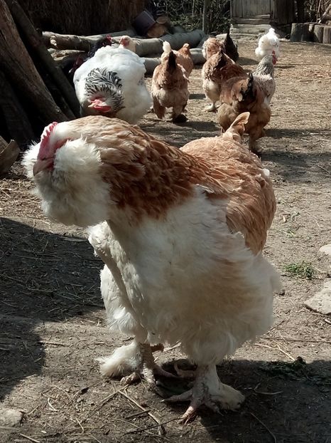 nu îmi va ieși niciodată - A1 - Faverolles Salmon - Deutsche Lachshuehner - RASA MEA FAVORITA