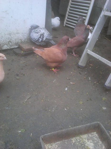 Photo1001 - Instantanee