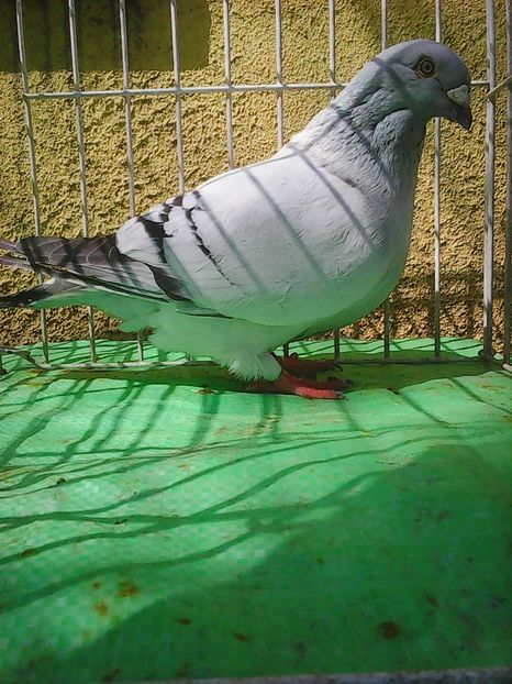 Photo1023 - Instantanee