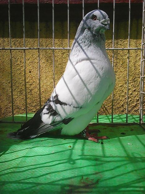 Photo1024 - Instantanee