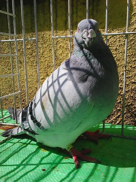 Photo1036 - Standard albastru