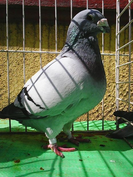 Photo1037 - Standard albastru