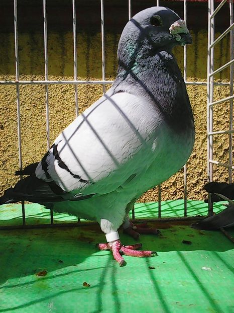 Photo1039 - Standard albastru