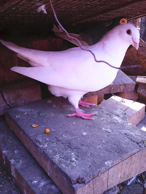 Photo1052 - Instantanee