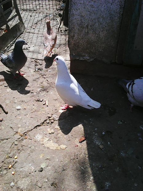 Photo1054 - Instantanee