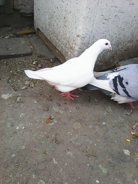 Photo1056 - Instantanee