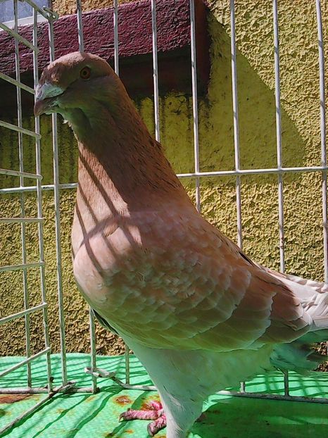 Photo1063 - Instantanee