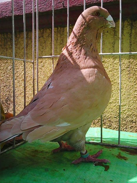 Photo1065 - Standard galben