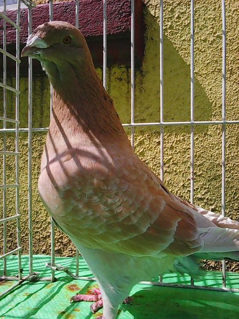 Photo1064 - Instantanee