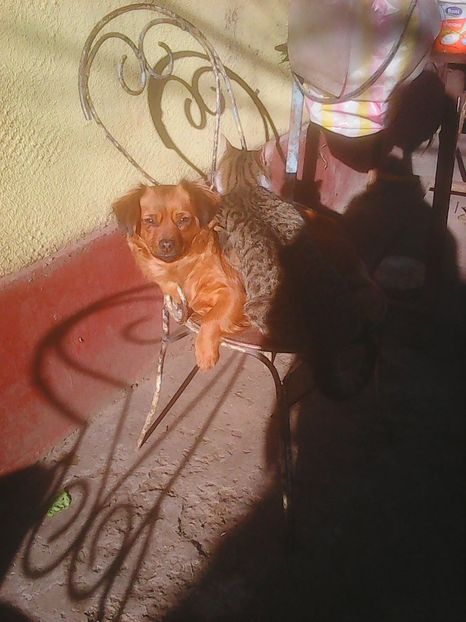 Copy of Photo1002 - Prietenii porumbeilor