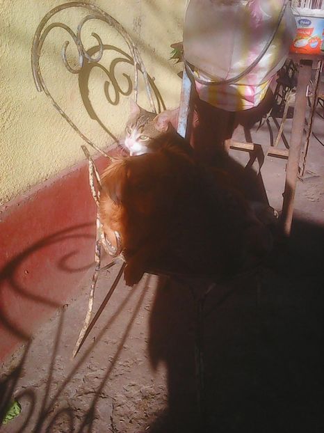 Copy of Photo1003 - Instantanee