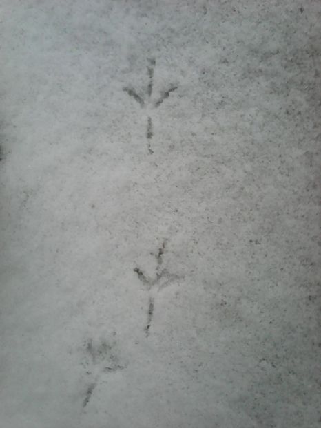 Photo1010 - Instantanee