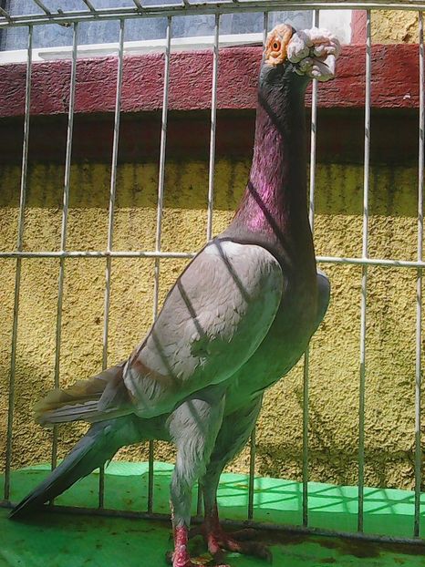 Photo1019 - Instantanee