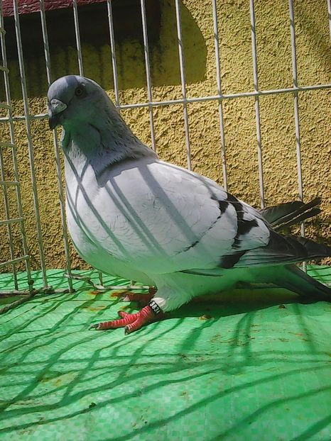 Photo1021 - Instantanee