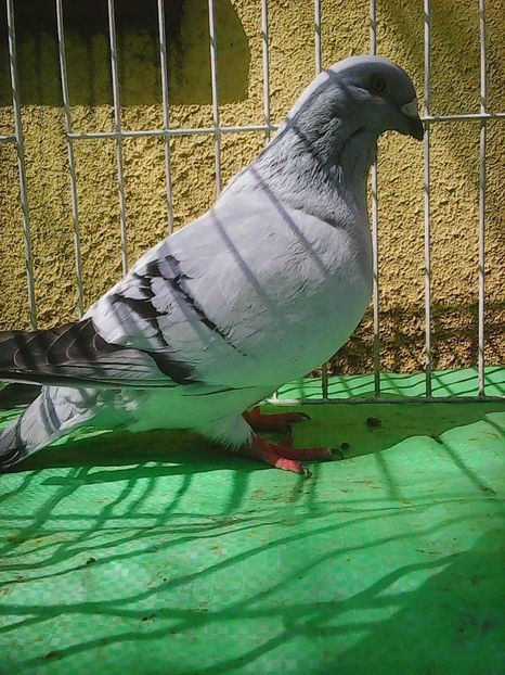 Photo1022 - Instantanee