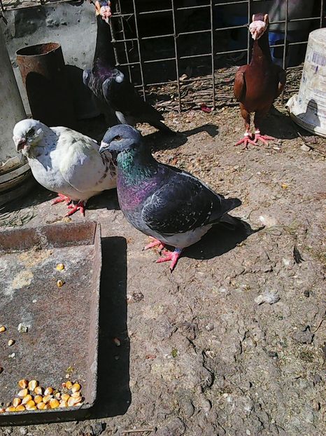 Photo1030 - Instantanee