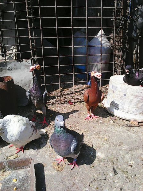 Photo1031 - Instantanee