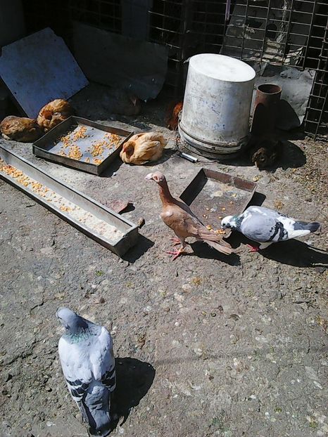 Photo1043 - Instantanee