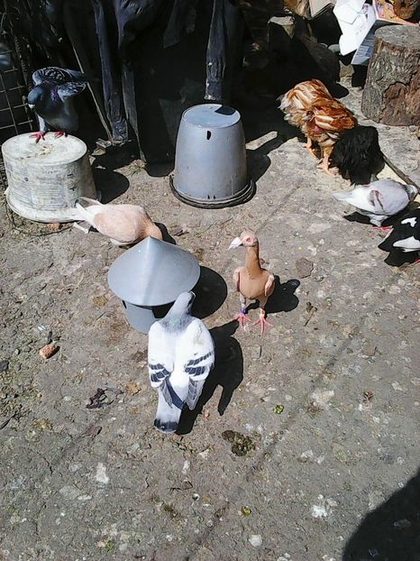 Photo1044 - Instantanee