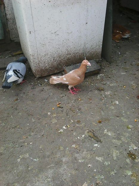 Photo1046 - Instantanee