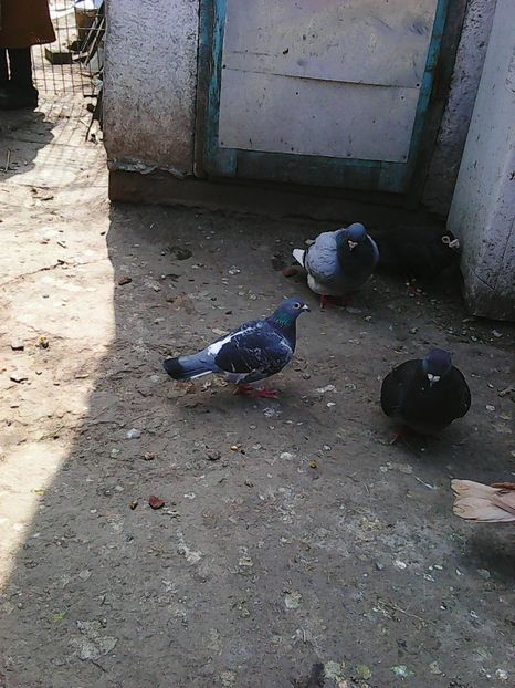 Photo1072 - Standard diverse culori