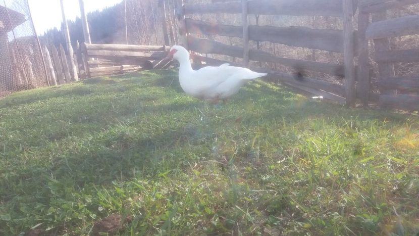  - 01 - Matca pentru 2018