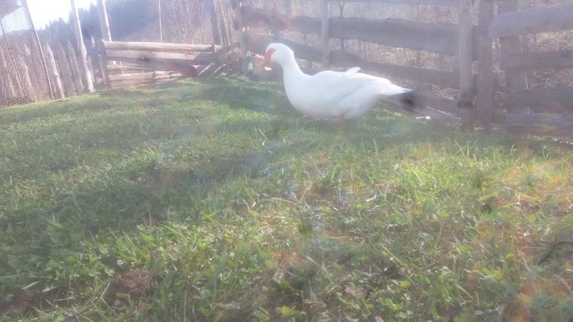  - 01 - Matca pentru 2018