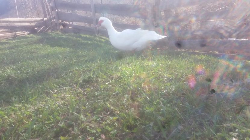  - 01 - Matca pentru 2018