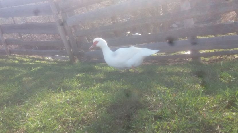  - 01 - Matca pentru 2018