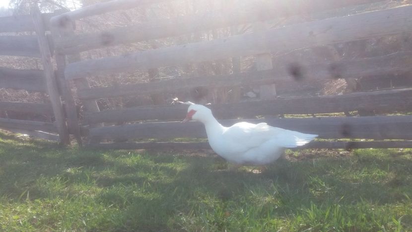  - 01 - Matca pentru 2018