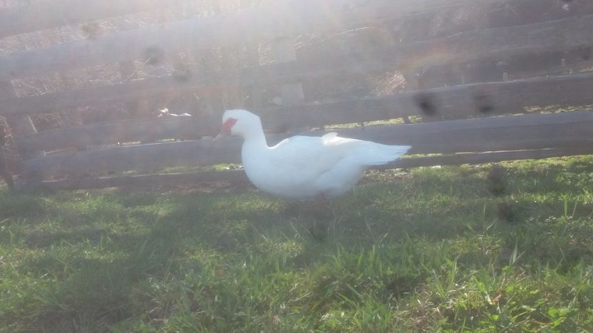  - 01 - Matca pentru 2018