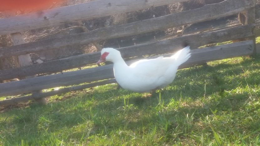  - 01 - Matca pentru 2018