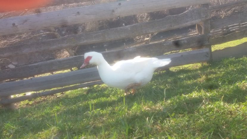  - 01 - Matca pentru 2018