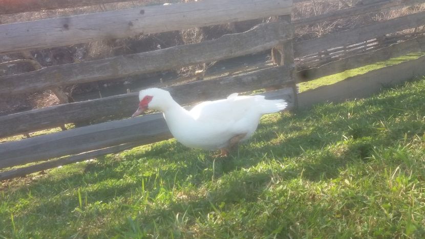  - 01 - Matca pentru 2018