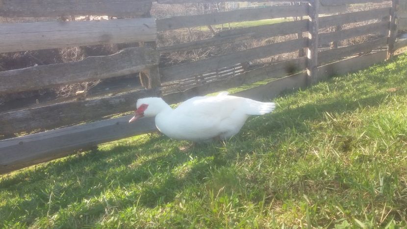  - 01 - Matca pentru 2018