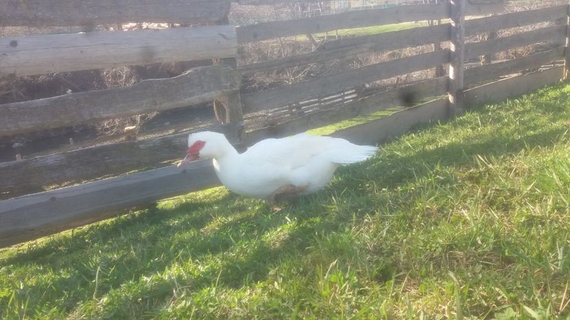 20180409_170356(0) - 01 - Matca pentru 2018