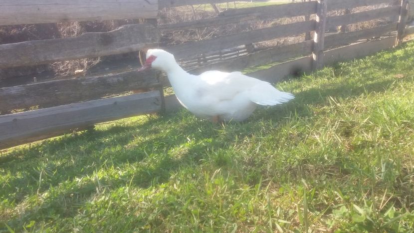  - 01 - Matca pentru 2018