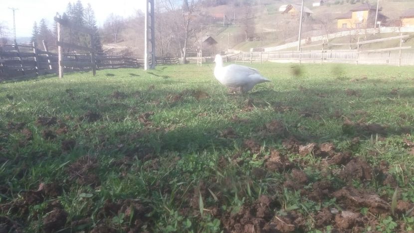  - 01 - Matca pentru 2018