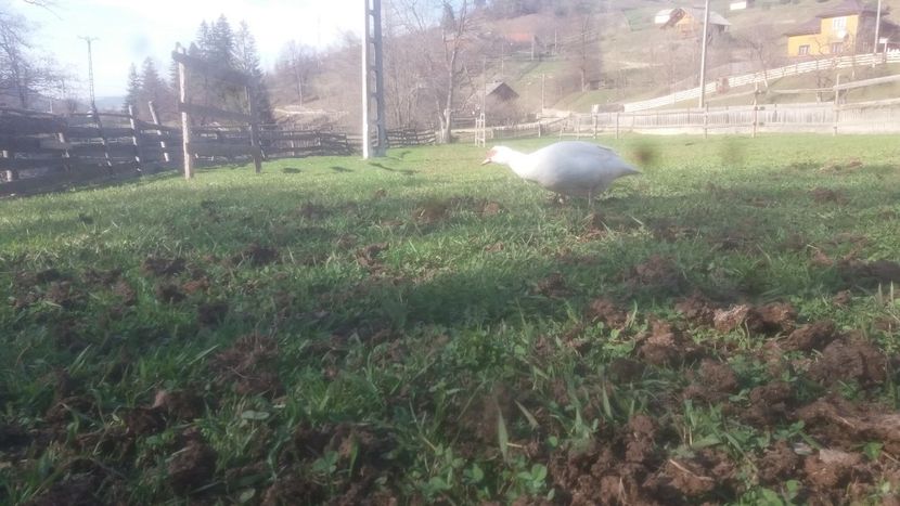  - 01 - Matca pentru 2018