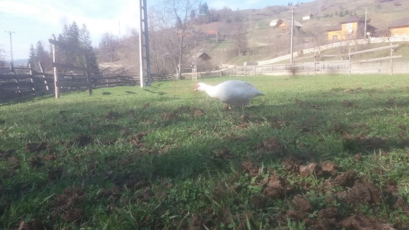  - 01 - Matca pentru 2018