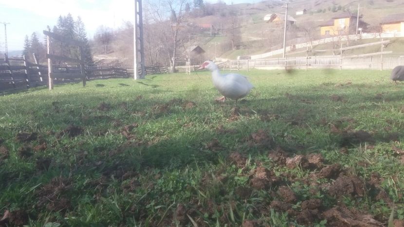  - 01 - Matca pentru 2018